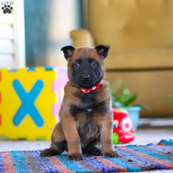 Oakley, Belgian Malinois Puppy